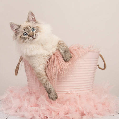Dying My Cat's Fur: Is It Safe?